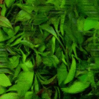 广西贺州长寿之城,广西长寿之市贺州