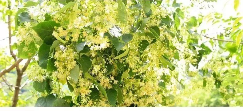 甘甜营养椴树蜜,甜甜的椴树蜜