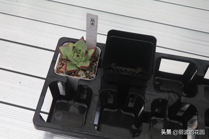 普通多肉怎么选花盆种植,初学者种植多肉技巧