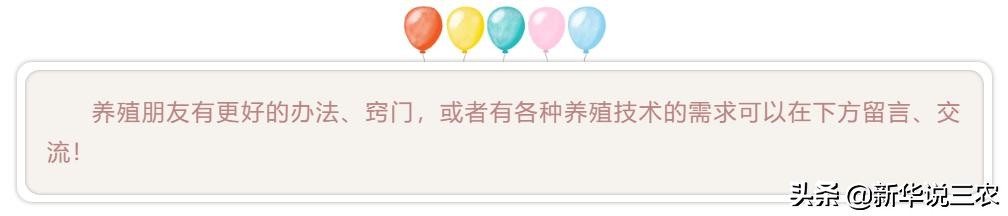 秋季猪咳嗽容易导致脱肛，手术缝合有妙招