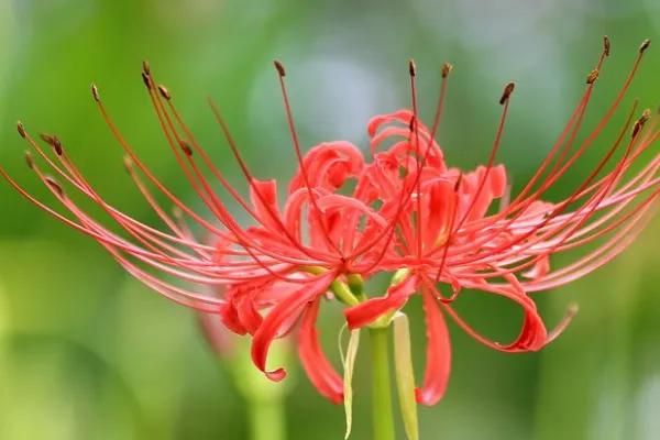 花开一千年落一千年花叶永不相见,彼岸花开从此花叶永不相见