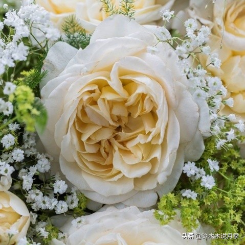 大花月季名贵月季十大品种,月季大花浓香好养的品种