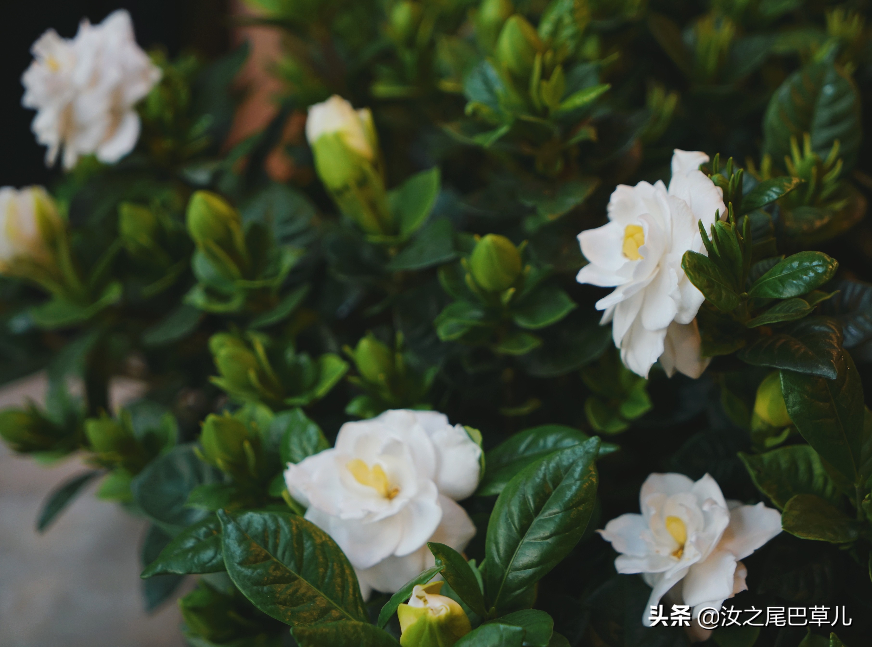 栀子花生了好多小黑虫怎么治,栀子花朵里面有小黑虫