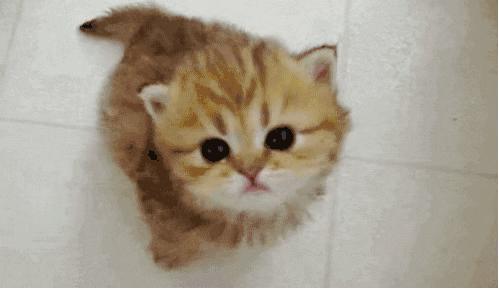 食物过敏会引起炎症吗,引起过敏的食物有哪些