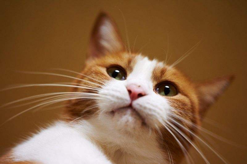 关于猫咪的胡须，你了解多少呢？