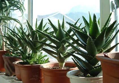 5种“女人花”，随便养一种，能养女人心，摘花泡茶，养颜健康