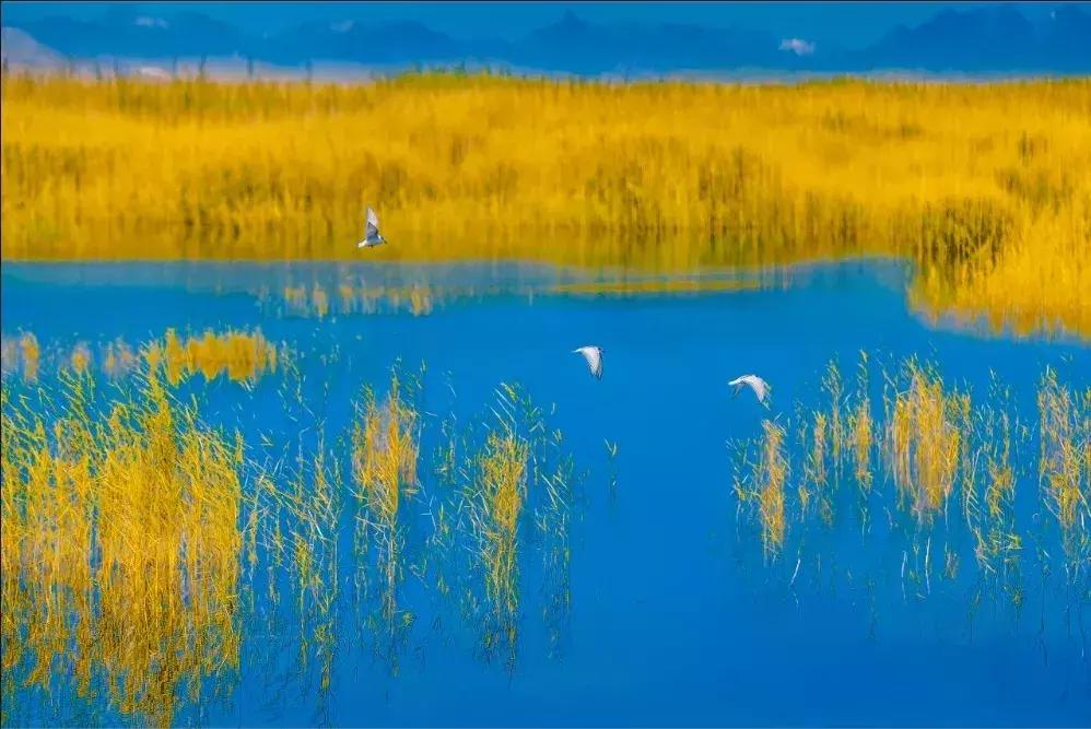 北疆的美完整版,北疆的景最美