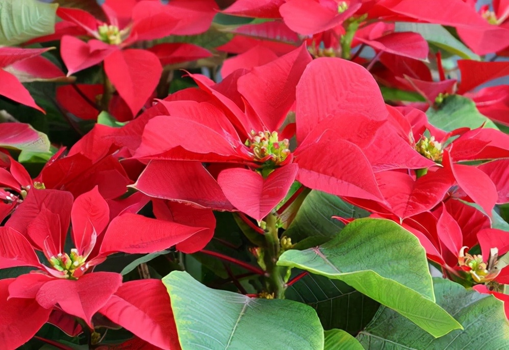 如何选择家中花卉植物盆栽,家庭常见的盆栽花卉的养护与管理