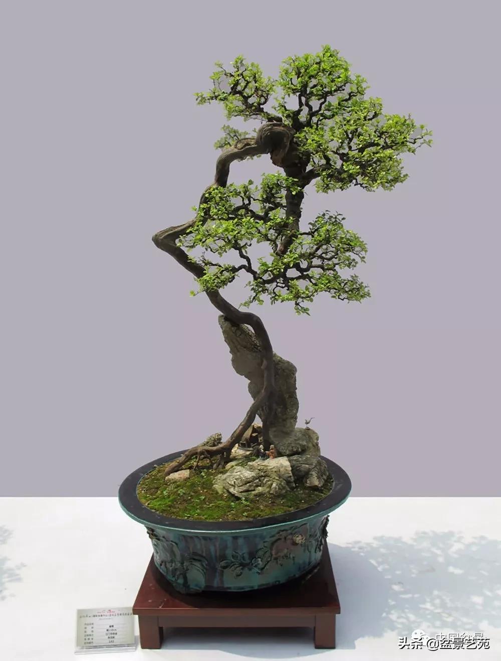 雀梅盆景艺术鉴赏图片,红芽雀梅盆景冬天怎么养护