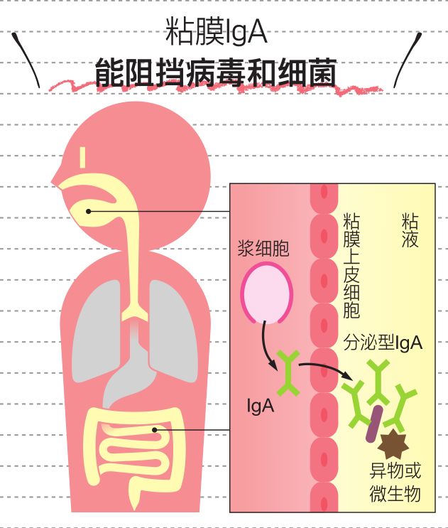 对付新冠病毒最好的方法是免疫力,免疫系统如何打败新冠病毒