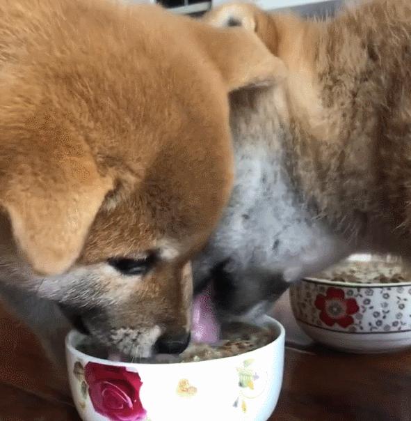 新手铲屎官该怎么养刚出生狗,铲屎官优选犬种