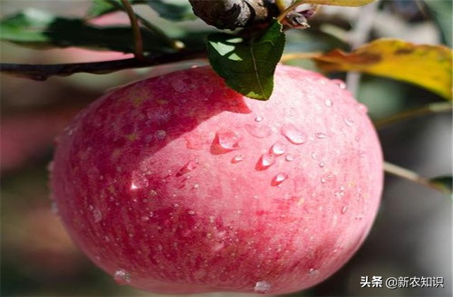 苹果栽培技术与管理方法,苹果栽培新技术