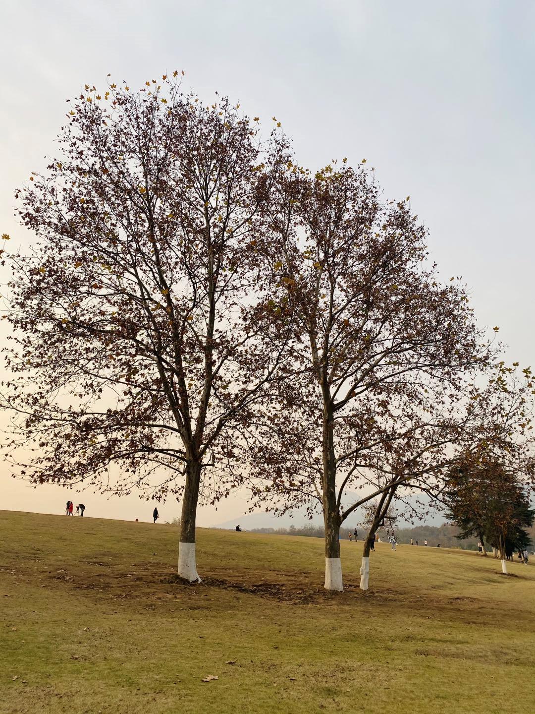 南京可以露营的公园,打卡南京旅游的景点