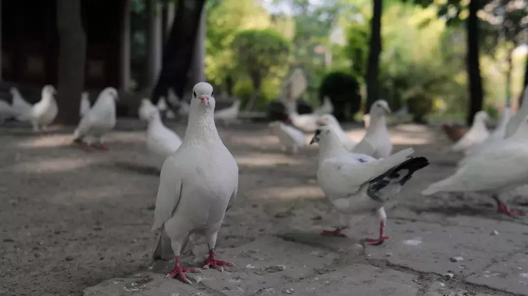印度总理到华第一站便愿参访的圣地，1750年历史佛教密宗祖庭