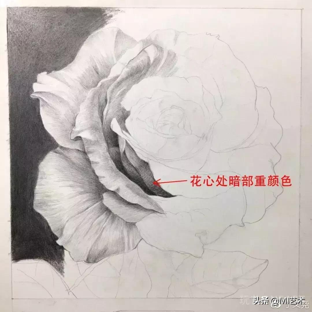 玫瑰花素描临摹高清图片,素描教程画花朵