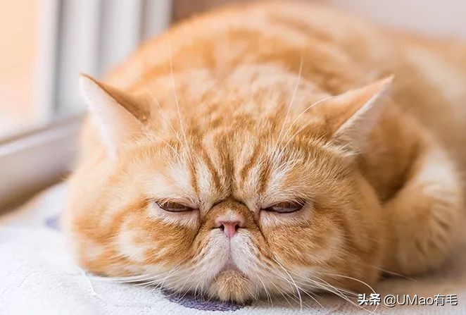 小猫咪托运怎样才最安全,如何托运小猫咪