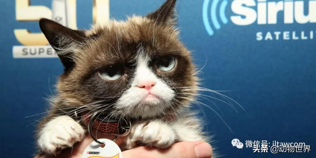 世界各国的著名动物,美国最著名的动物