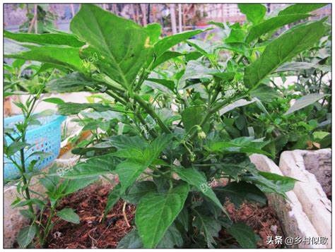 性格火辣的湘妹,性情泼辣