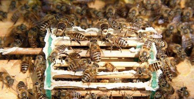 蜜蜂常见病害及防治方法,蜂农如何处理蜂蜜