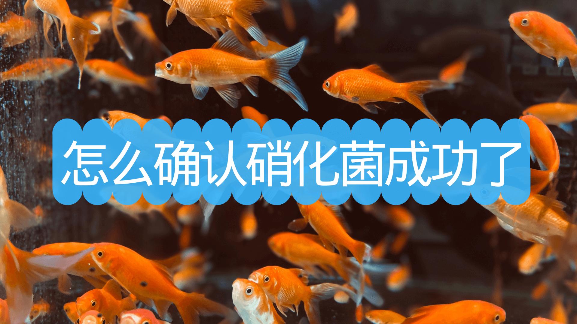 硝化菌怎么才算成功了,怎么看出硝化菌建立成功