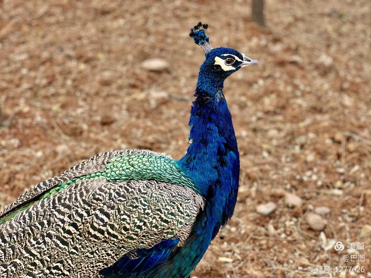 洛阳市宜阳凤凰岭射箭,宜阳县凤凰岭体育基地