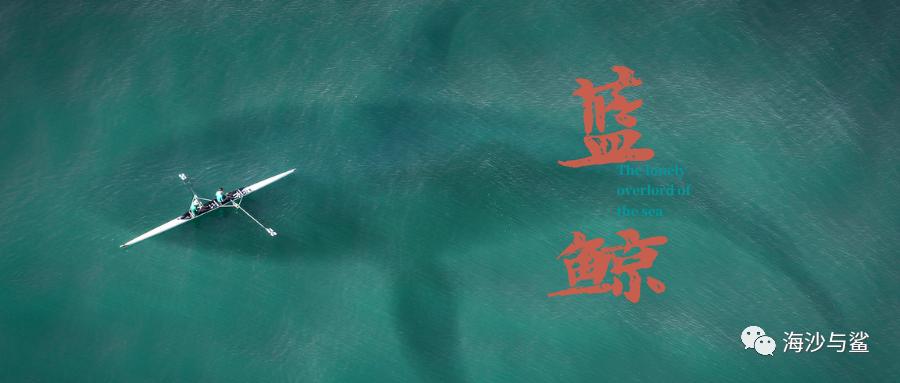 海洋霸主蓝鲸和巨齿鲨,蓝鲸是地球上的霸主