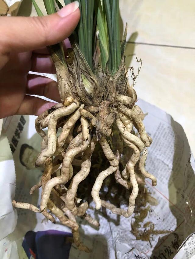 怎么判断兰花换盆成活状态,兰花爆盆后是分株好还是换大盆好