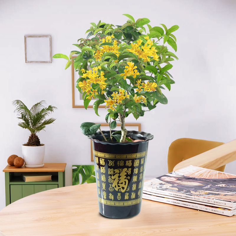 适合邻居养的十种花,养这7种花大人小孩都能养好