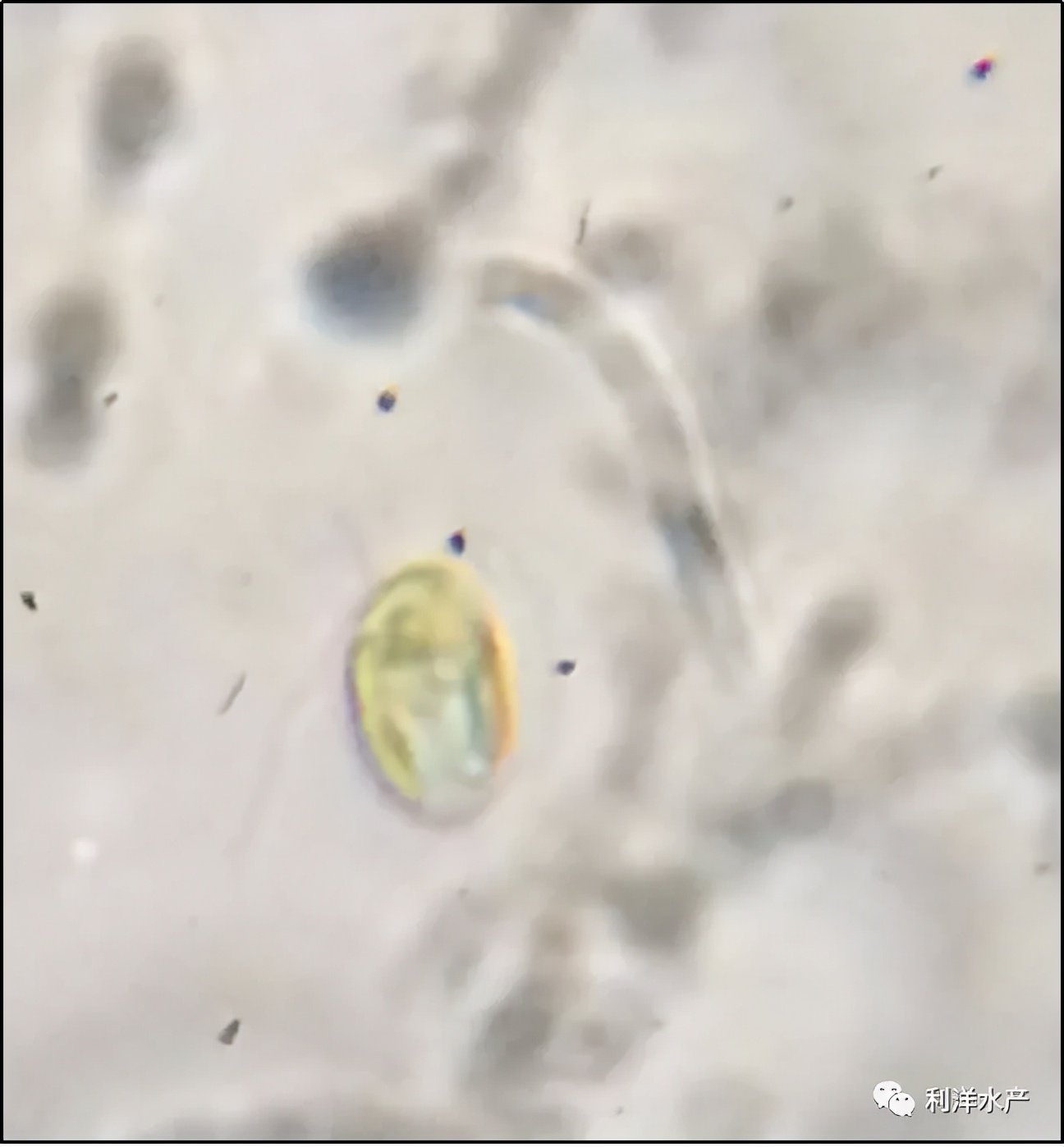 金藻如何处理,三毛金藻鱼中毒的表现