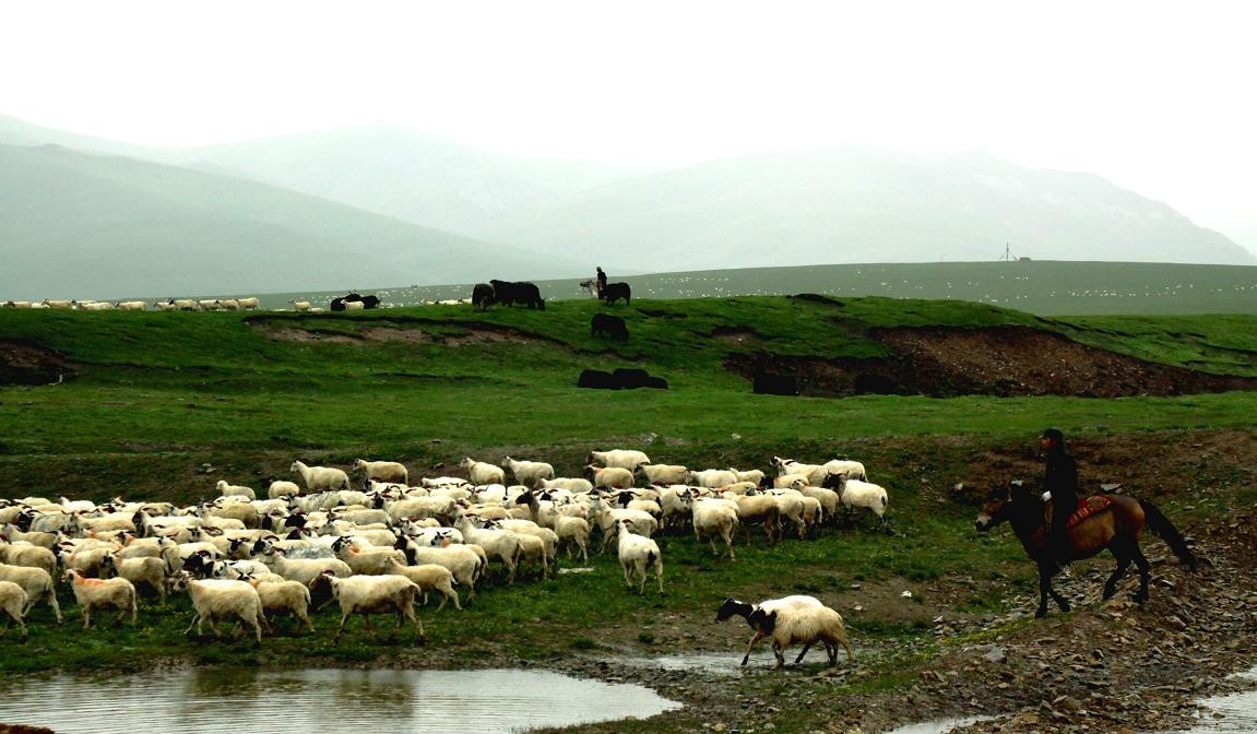 掌上牧场,掌上牧场的作用
