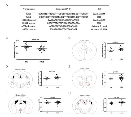 种族和族群与晚年抑郁症的严重程度、症状负担和治疗之间的关系