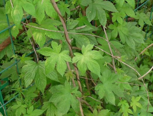 这些植物都是中药，你知道吗？