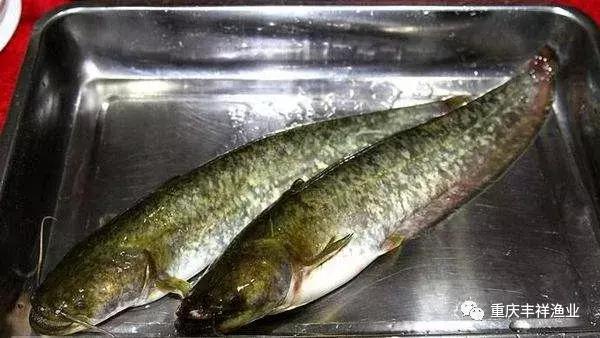 大口鲶鱼人工养殖技术,湖南省大口鲶养殖大户