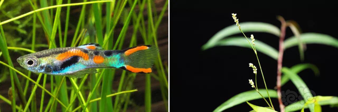 40缸草缸开缸教程新手入门,新手草缸需要装过滤系统吗