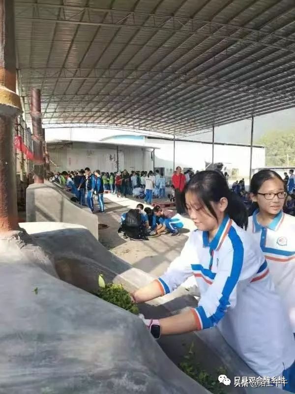 鹤山双好茶韵农耕研学基地值不值,江门茶文化研学基地