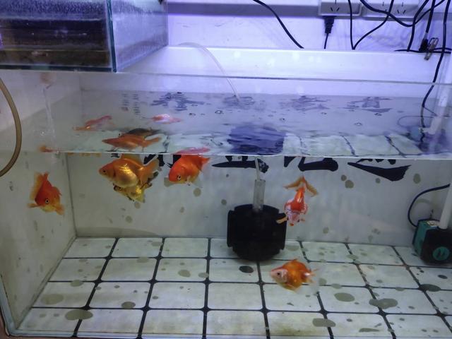 新鱼有鳃病怎么办,新鱼有了应激反应怎么办