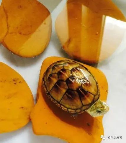 果核泥龟生长在热带还是亚热带,果核泥龟是最小的乌龟吗