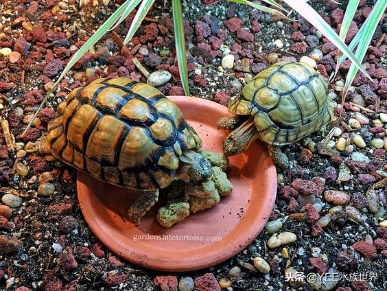 什么陆龟适合新手,哪些陆龟适合新手