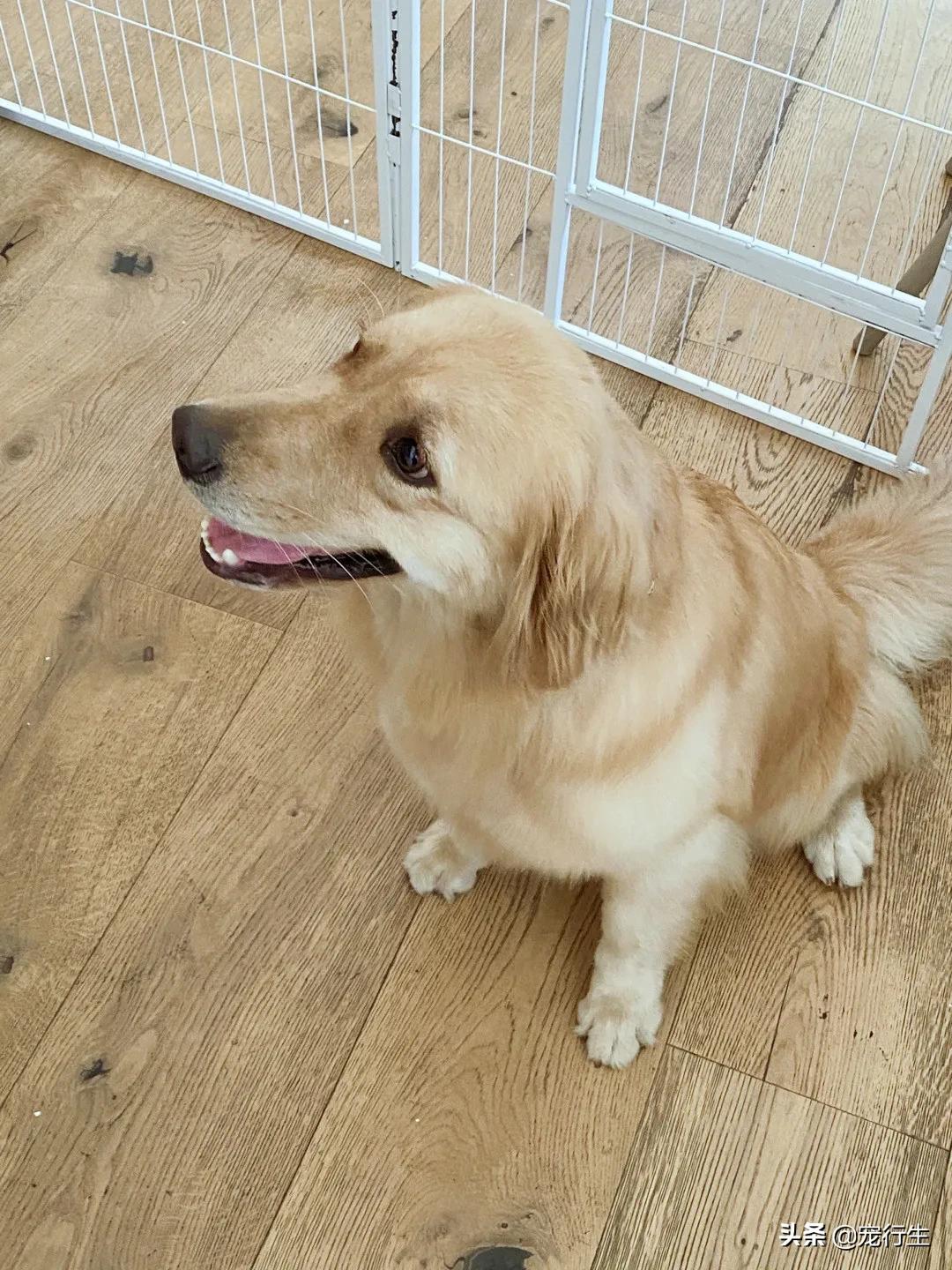 这家宠物快闪集市，怎么拍都好看，学会用宠物视角看世界