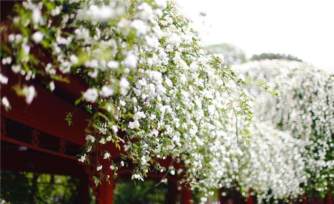 成都周边春天踏青赏花的好地方,成都春季爬山踏青赏花一日游