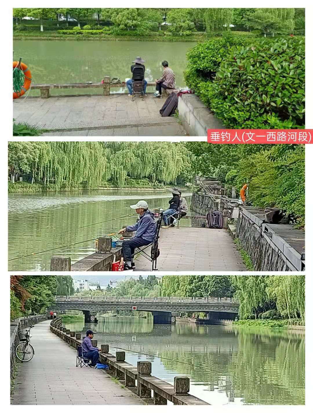 紫荊港源紫荊花紫荆港河穿八桥绿道两岸垂钓人双手活柯野生甲鱼