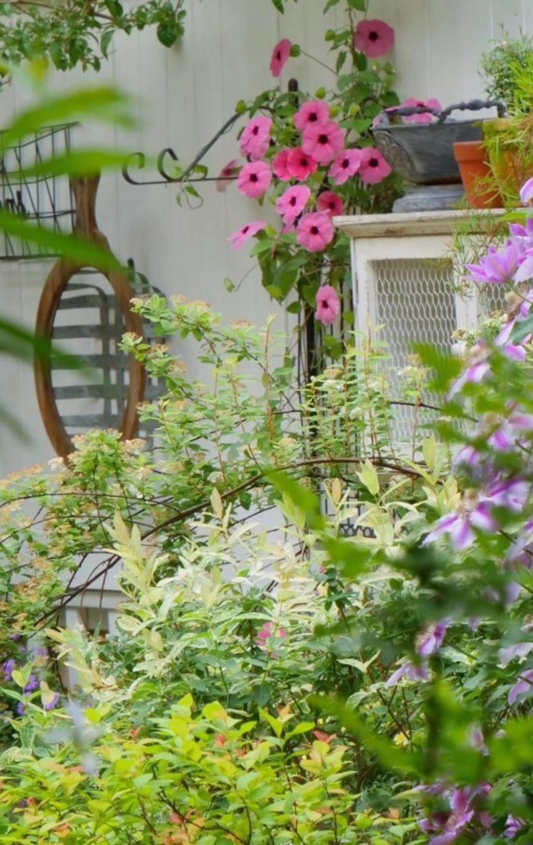 黑眼苏珊明媚的眼眸，让你一见难忘的美丽