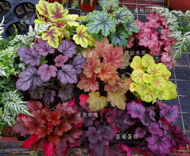 最好看的草花照片,各种草花图