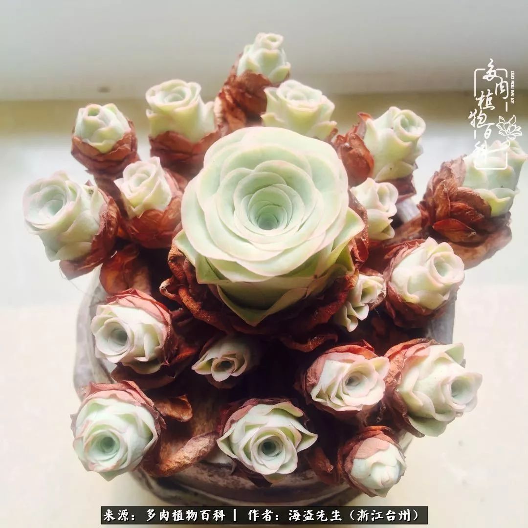 多肉玫瑰多少度休眠,多肉玫瑰唤醒教程