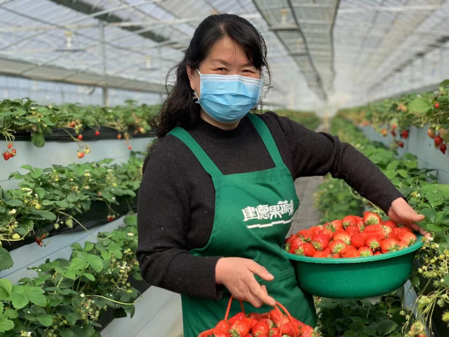 杨村草莓园,杨村桥今年草莓苗价格