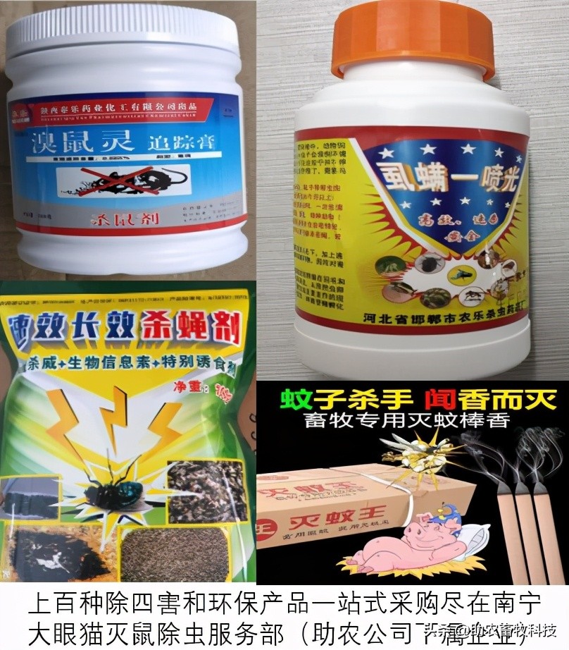 外购仔猪回来怎么处理,外购仔猪有什么风险