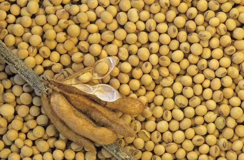 大豆粮价突然大跌的原因,豆价下跌的原因