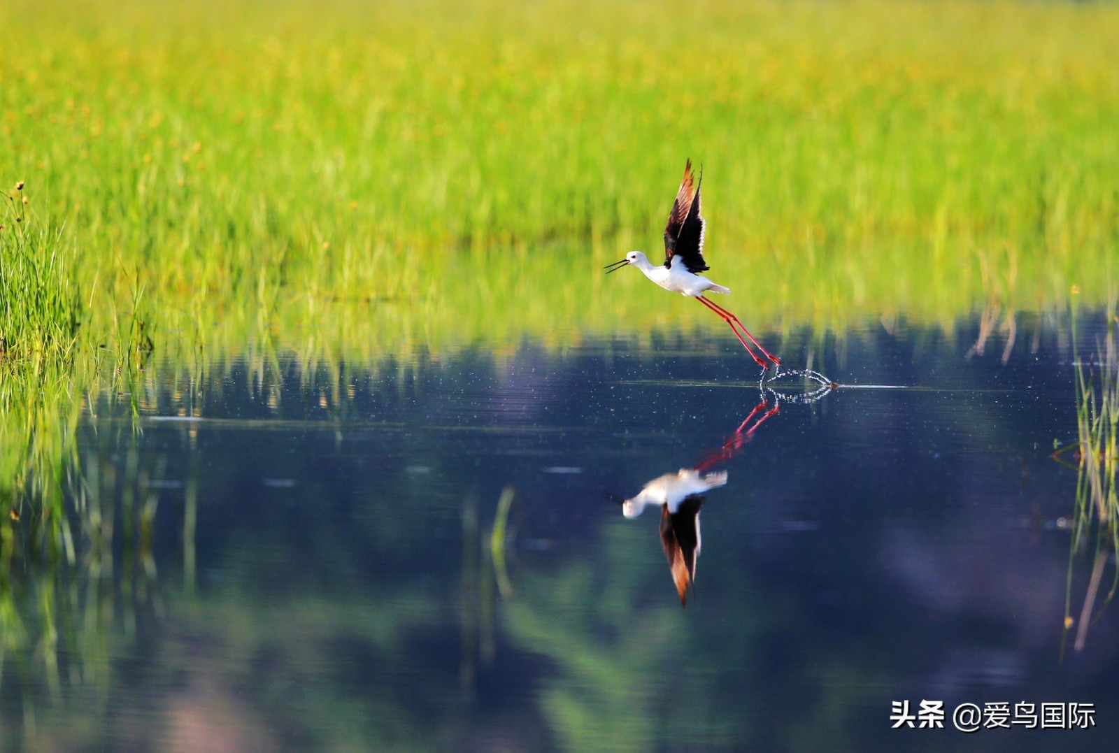 鸟类图片大全大图观赏,鸟类照片合集