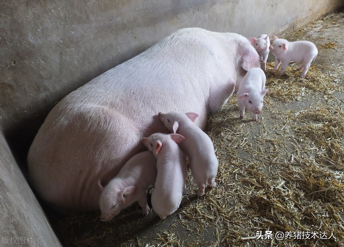 母猪奶水稀引起仔猪拉稀,母猪乳房炎仔猪拉稀怎么治疗