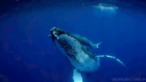 深海的生物怎么呼吸,深海生物能生活在浅水吗